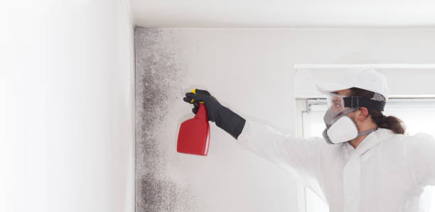 Attic Mold Removal in Villa Park, IL